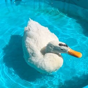 Meet your Posher, Aliyah